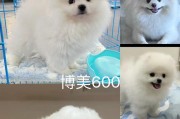 博美犬睁开眼的时间及成长过程（揭秘博美宝宝的眼睛奇迹，从闭合到明亮的演化）