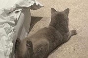 猫为什么会发出叫声？（揭秘猫叫背后的原因和含义）