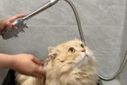如何给猫洗澡？（选择适合猫洗澡的用品和正确的方法）