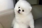 揭秘博美犬泪痕之谜（为什么博美犬容易出现泪痕？）