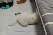萨摩耶二个月的饮食建议（为你的小狗提供均衡的营养）