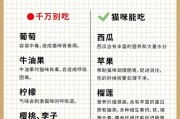 新手养猫指南（为你的小猫提供最佳的饮食，让它健康成长）