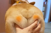 柯基为什么会变色？（探究柯基变色的原因与机制）