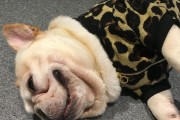揭秘法国斗牛犬的六大缺点（宠物犬中也不是完美无缺的！一起来了解一下法国斗牛犬的缺点吧！）