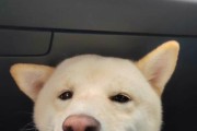 柴犬运动需适度，健康不可忽视（柴犬运动时间合理安排）