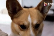 狗为什么不想吃？（揭开狗狗食欲不振的奥秘）