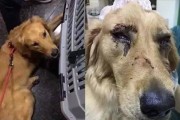 金毛老死前的症状（老年金毛在生命最后阶段的常见身体状况及如何照顾）
