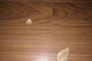 探究泰迪老呕吐原因及应对方法（泰迪老呕吐，如何帮助宠物恢复健康？）