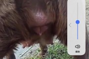 拉布拉多怀孕期间的恶心和呕吐症状及处理方法（拉布拉多孕期呕吐症状原因分析和缓解方法）