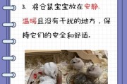 母仓鼠如何保持健康饮食以生宝宝（为你的宠物提供适当的营养和食物选择）
