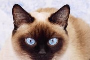 养猫首选这几种便宜又好看的猫咪！（经济实惠的猫咪品种，让你养一只不会后悔）