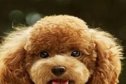为什么狗会有大量的眼屎？（眼屎多是狗眼部问题的信号）