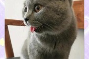 猫咪频繁吐舌头的原因解析（了解猫咪频繁吐舌头的可能原因及应对方法）