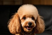 贵宾犬尴尬期（贵宾犬尴尬期的特点、时长及应对方法）