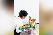 为什么养猫更好？（猫比狗更好当宠物的11个理由）