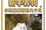 幼犬何时适合断奶？（探讨幼犬断奶糕的最佳时机及相关注意事项）