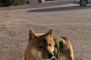 小狗何时开始站立？（了解小狗站立的发展阶段和关键时刻）
