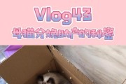 如何为猫咪接生（掌握正确的步骤，为猫咪顺利接生）