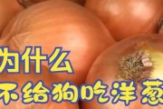 揭秘（探究危害狗狗健康的食物及其后果）