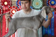 魏玛犬的优点——完美结合的理想伴侣（魏玛犬的6大优点）