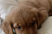 详解犬瘟（手把手教你如何应对犬瘟，保护你的毛茸伙伴）