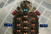 龟怎么区分公母？（掌握辨别龟是公母的方法，轻松养殖好伙伴）