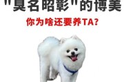 《与博美共度的温馨时光》（发现博美最喜欢的撸点，让你的爱犬更听话更爱你）