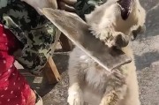 狗的嗅觉之谜（探究狗狗嗅觉的奥秘，揭开狗狗不能嗅闻某些气味的原因）