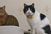 养猫须知（关爱小生命，做负责任的猫主人！）