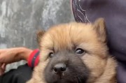 土狗的魅力与特点（了解土狗）