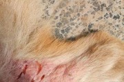 狗狗腿肿了吃什么药？（狗狗腿肿了需要注意的问题及适用药物解析）