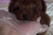 泰迪犬饭后多久拉屎的常见情况及注意事项（探讨泰迪犬饭后排便时间，关注其健康需谨慎）