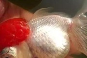 白点病的成因及防治方法（探究白点病发生的原因以及预防和治疗方法）