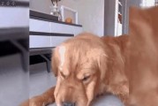 狗狗的饮食需求及合理搭配（健康营养与狗狗快乐生活的关键）