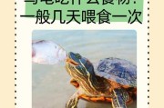 巴西龟在中国的泛滥现象解析（起源地与迁移地的生态差异与影响力）