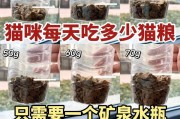 猫咪的日常饮食需求（合理喂食，健康猫咪）