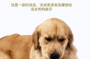 狗狗的磨牙期（选择适合狗狗的磨牙产品，让它健康成长）