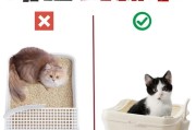 养猫咪的注意事项（宠物猫的生活需要和健康保健）