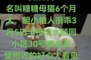 揭开猫咪特别怕人的背后原因（解析猫咪害怕人类的5大原因）