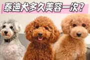 天气炎热时，泰迪犬需要多久洗一次澡？（如何科学合理地给泰迪犬洗澡？）