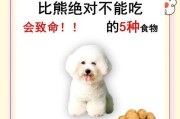 比熊犬的喂养频率及注意事项（合理安排比熊犬的饮食时间，关注其营养需求）