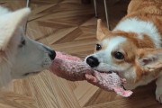 柯基要玩多久？（探究柯基犬喜欢玩耍的时间和方式）