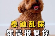 解决泰迪犬乱尿的有效方法（让你的泰迪犬告别乱尿问题，从此拥有干净的居家环境）