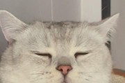 这7种猫很“忠心”（揭秘猫的情感世界，有人情味的宠物伙伴）