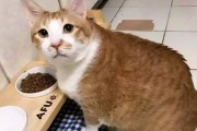 猫咪的定时定量饮食重要性（为什么猫咪需要定时定量的饮食？——猫咪的营养需求和饮食习惯）