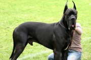 地球上10大斗犬——勇猛无畏的犬类战士（探秘斗犬世界，让我们一起见识这些战士的勇气与力量）