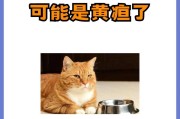 新手养猫（了解猫的眼屎，轻松解决小问题）