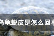 乌龟为什么会掉皮？（揭秘乌龟蜕皮现象的原因与特点）