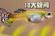 如何判断孔雀鱼准备生小鱼？（掌握这些关键信息，轻松识别孔雀鱼的繁殖状态）