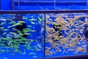 斑马鱼的混养及注意事项（斑马鱼适合与哪些鱼类混养？如何注意混养过程中的问题？）